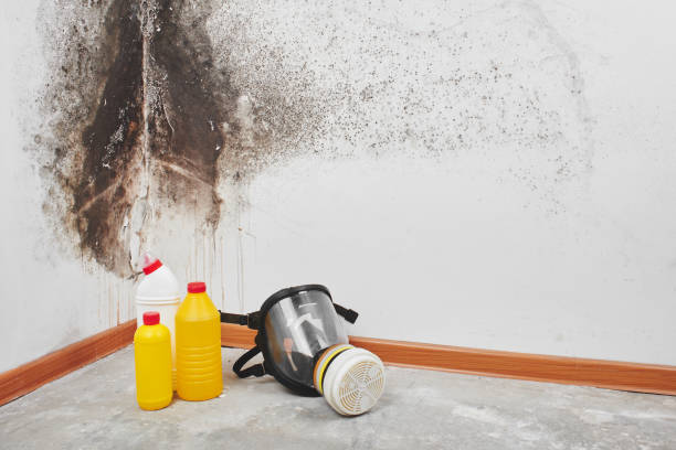 Why You Should Choose Our Mold Remediation Services in Oakhurst, CA